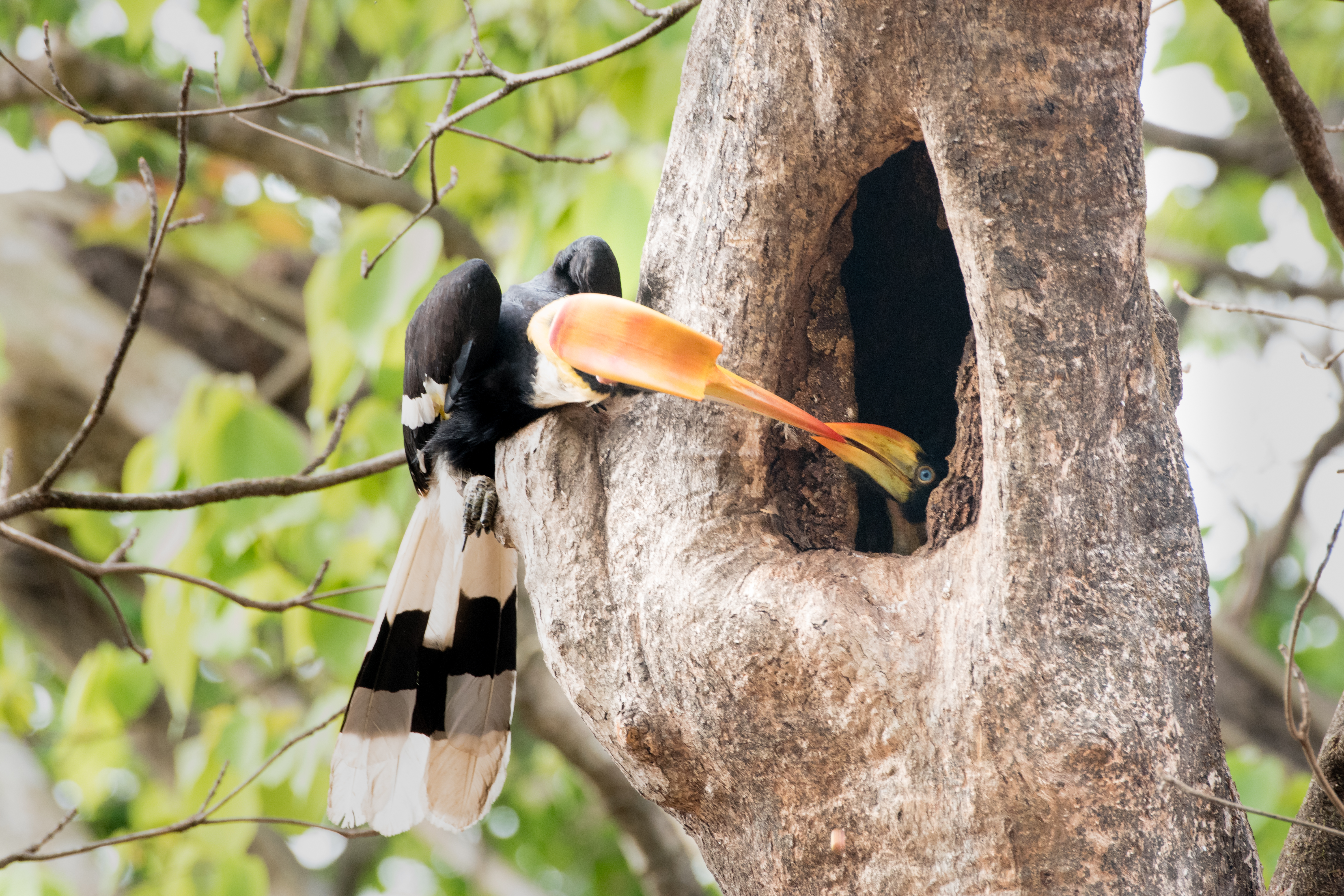 Conservation - Great Hornbill Feeding
